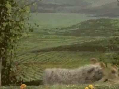 Kermit The Frog From Sesame Street Is Running In A Field With A Landscape In The Background . GIF