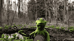 Kermit The Frog Playing Banjo GIF