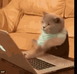 Keyboard Cat GIF