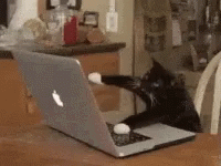 Keyboard Cat Apple Mac GIF