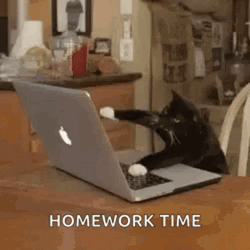 Keyboard Cat Homework Time GIF