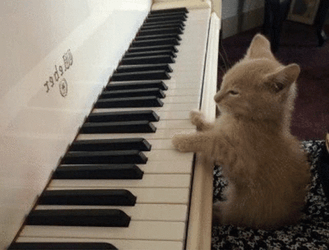 Keyboard Cat Jimin Playing GIF