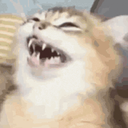 Keyboard Cat Laugh Joke GIF