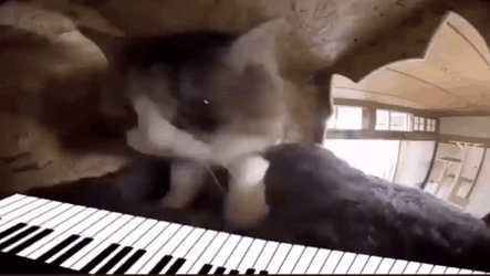 Keyboard Cat Maestro GIF