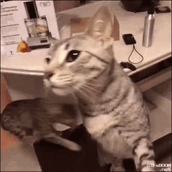Keyboard Cat GIF