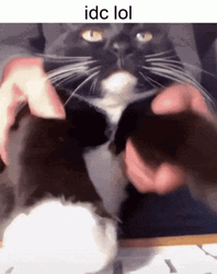 Keyboard Cat Tapping Fast GIF