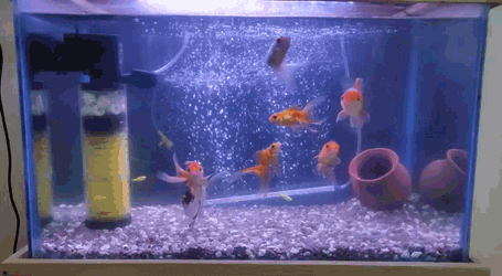 Kg Gold Fish GIF