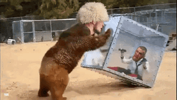 Khabib Bear Meme GIF