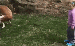 Kid Encouraging Dog To Poop GIF