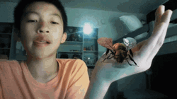 Kid Playing Bee Got Bee Sting GIF