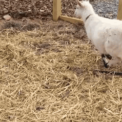 Kid Shocked Running Funny Goat  GIF