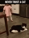 Kid Stumbled Never Trust A Funny Cat  GIF