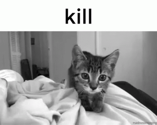 Kill Kitten Attacking Camera Black And White GIF