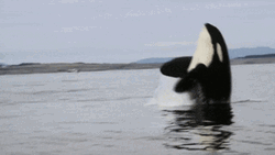 Killer Whale Backflip GIF