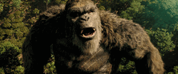 King Kong Loudly Roars Declaring Himself King GIF