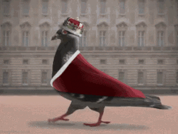 King Pigeon Marching GIF