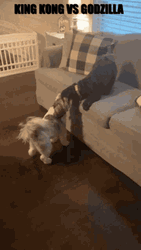 Kingkong Vs. Godzilla Dogs GIF