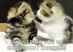 Kiss Goodnight Cat Cuddles GIF