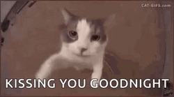 Kiss Goodnight Cute Cat GIF