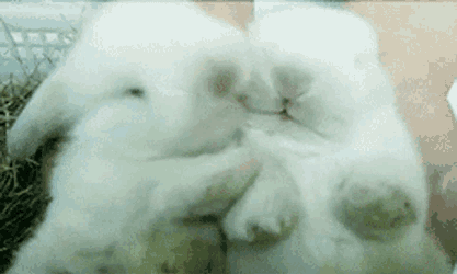 Kiss Rabbit GIF