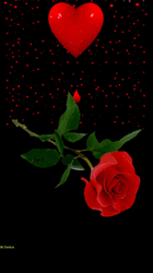 Kiss You Rose Dripping GIF