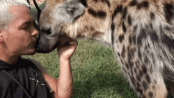 Kissing A Hyena Dean Schneider GIF