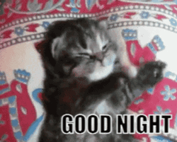Kitten About To Sleep GIF