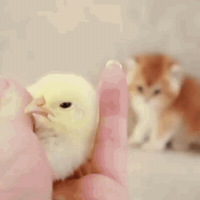 Kitten And Yellow Chick GIF