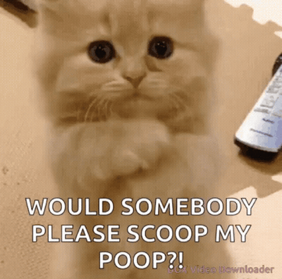 Kitten Asking Please Scoop Poop GIF