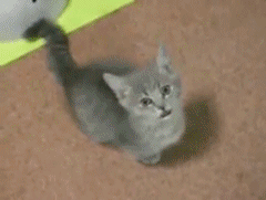 Kitten Begging Please GIF