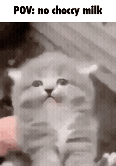 Kitten Being Petted Looking At Camera Meme GIF