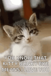Kitten Blinky Eyes GIF