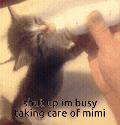 Kitten Bottle Fed Shut Up Im Busy Taking Care Of Mimi GIF