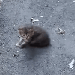 Kitten Cat Hissing GIF