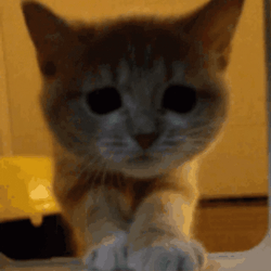 Kitten Cat Jumping GIF