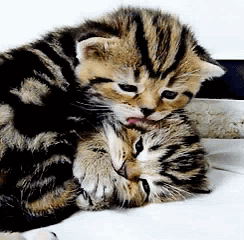 Kitten Cat Licking Another Kitten GIF