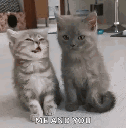 Kitten Cat Licking One Another Me And You  GIF