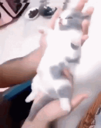 Kitten Cat Vibing  GIF