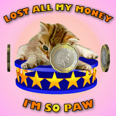 Kitten Coin Lost All Money I'm So Paw GIF