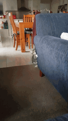 Kitten Crawling Under  GIF