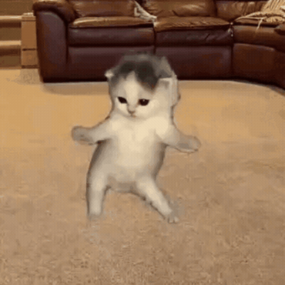 Kitten Dancing In Front Of Brown Couch GIF