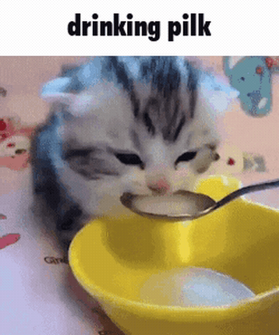 Kitten Drinking Milk From Spoon In Yellow Bowl GIF