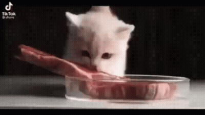 Kitten Eating Meat From Glass Dish GIF