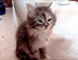 Kitten Falling Asleep GIF