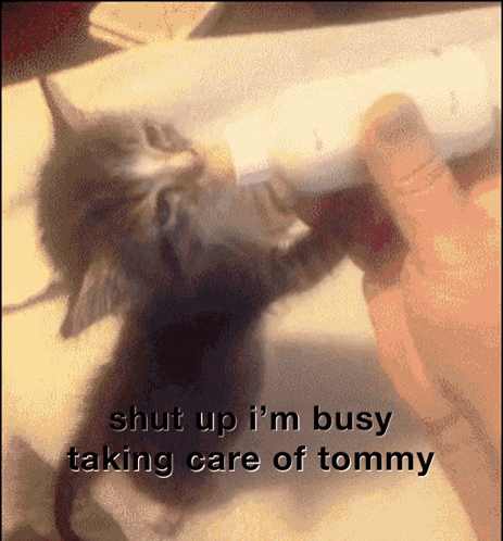 Kitten Fed From Bottle With Shut Up I'm Busy Taking Care Of Tommy GIF
