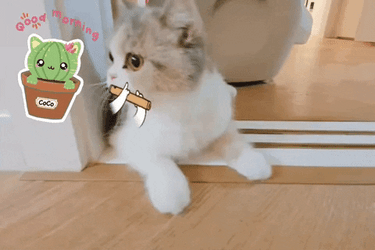 Kitten Funny Animal  GIF