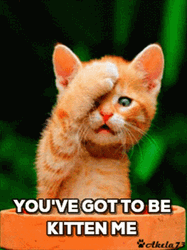 Kitten Funny Facepalm  GIF