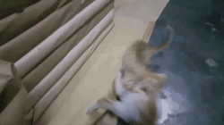Kitten Getting Into A Fight GIF