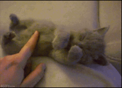 Kitten Getting Shy GIF