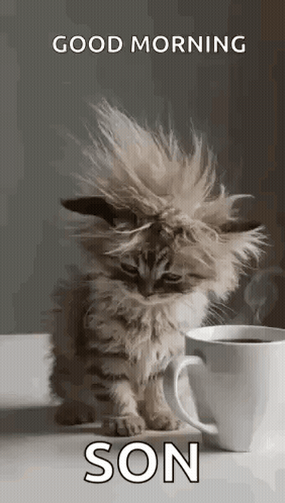 Kitten Hair Blowing In Wind Next To Coffee Cup GIF